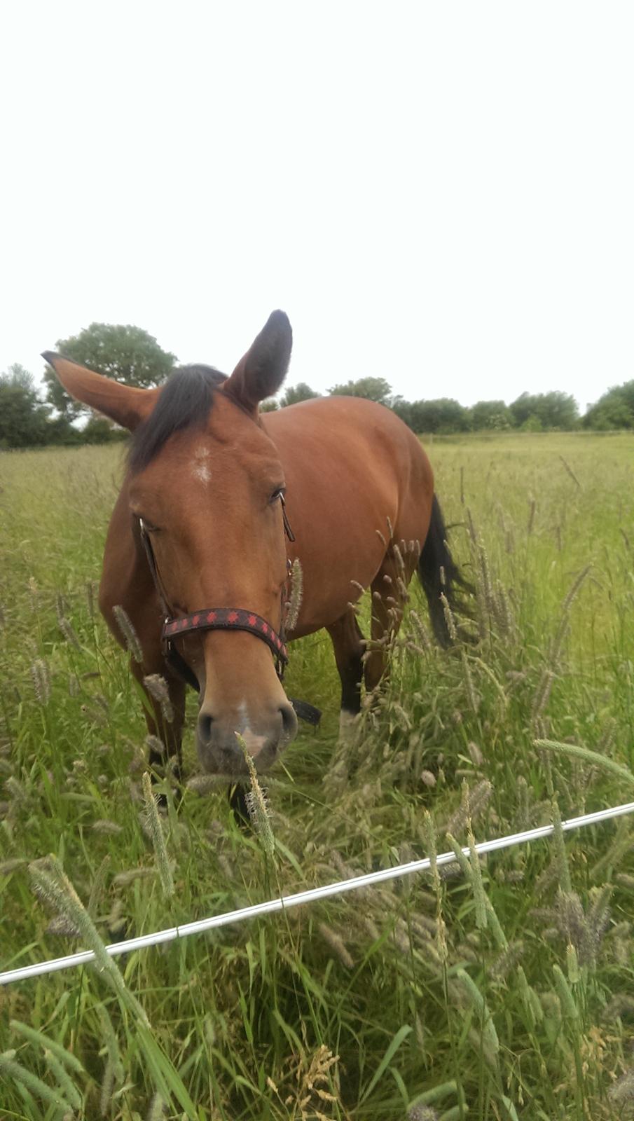 Dansk Varmblod TENERIF EG billede 14