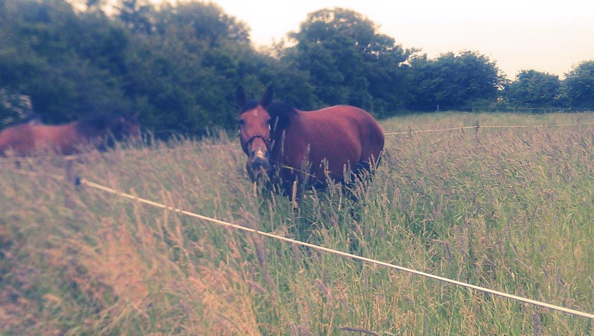 Dansk Varmblod TENERIF EG billede 6