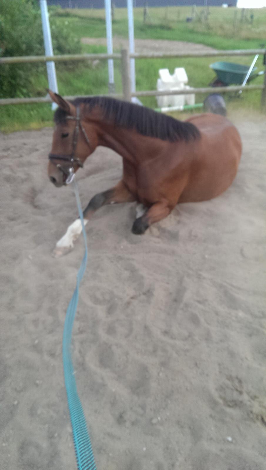 Dansk Varmblod TENERIF EG billede 9