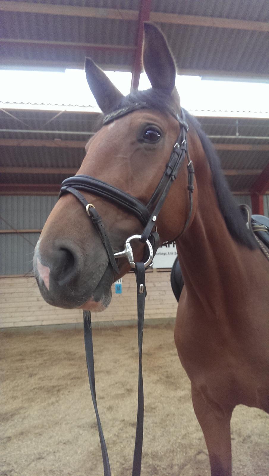 Dansk Varmblod TENERIF EG billede 3