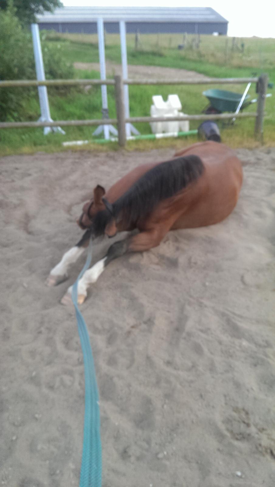 Dansk Varmblod TENERIF EG billede 10