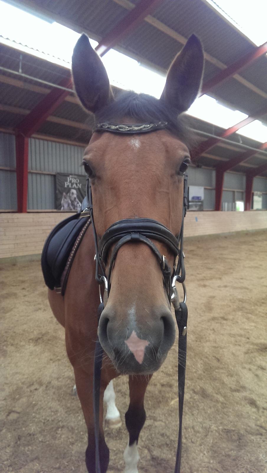 Dansk Varmblod TENERIF EG billede 12