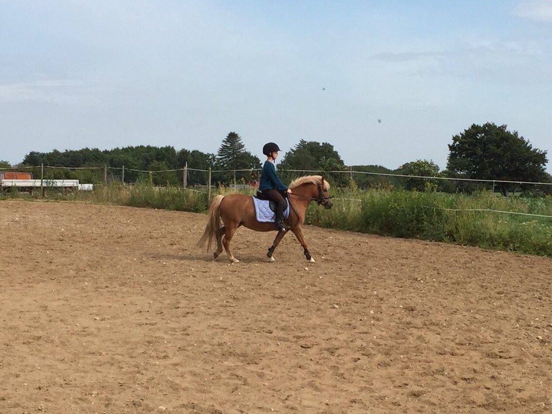 Welsh Pony (sec B) Rødsandgaards Beauty *solgt* billede 19