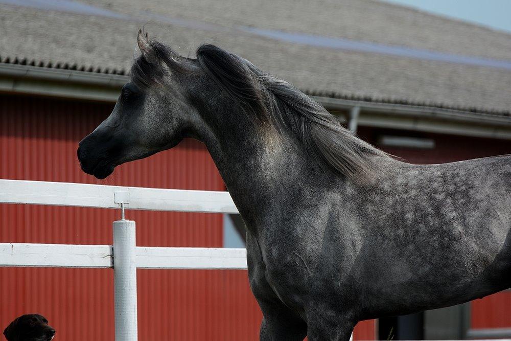 Arabisk fuldblod (OX) EVG Petros  - D. 11 Juli 2015 - Skønne Petros løs på banen hjemme. billede 35