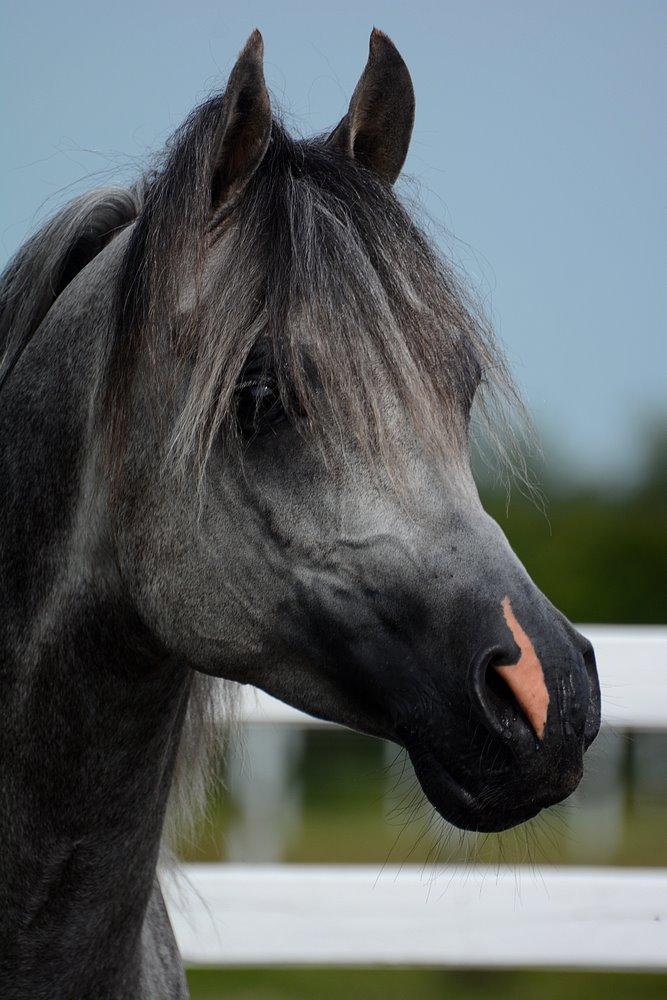 Arabisk fuldblod (OX) EVG Petros  - D. 11 Juli 2015 - Skønne Petros løs på banen hjemme. billede 39
