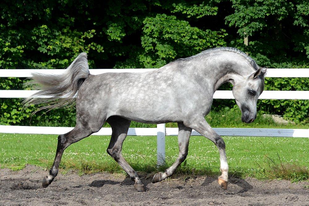Arabisk fuldblod (OX) EVG Petros  - D. 11 Juli 2015 - Skønne Petros løs på banen hjemme. billede 45