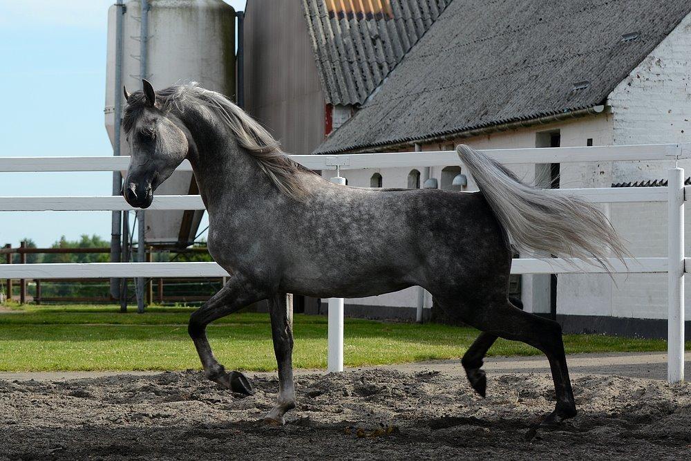 Arabisk fuldblod (OX) EVG Petros  - D. 11 Juli 2015 - Skønne Petros løs på banen hjemme. billede 48