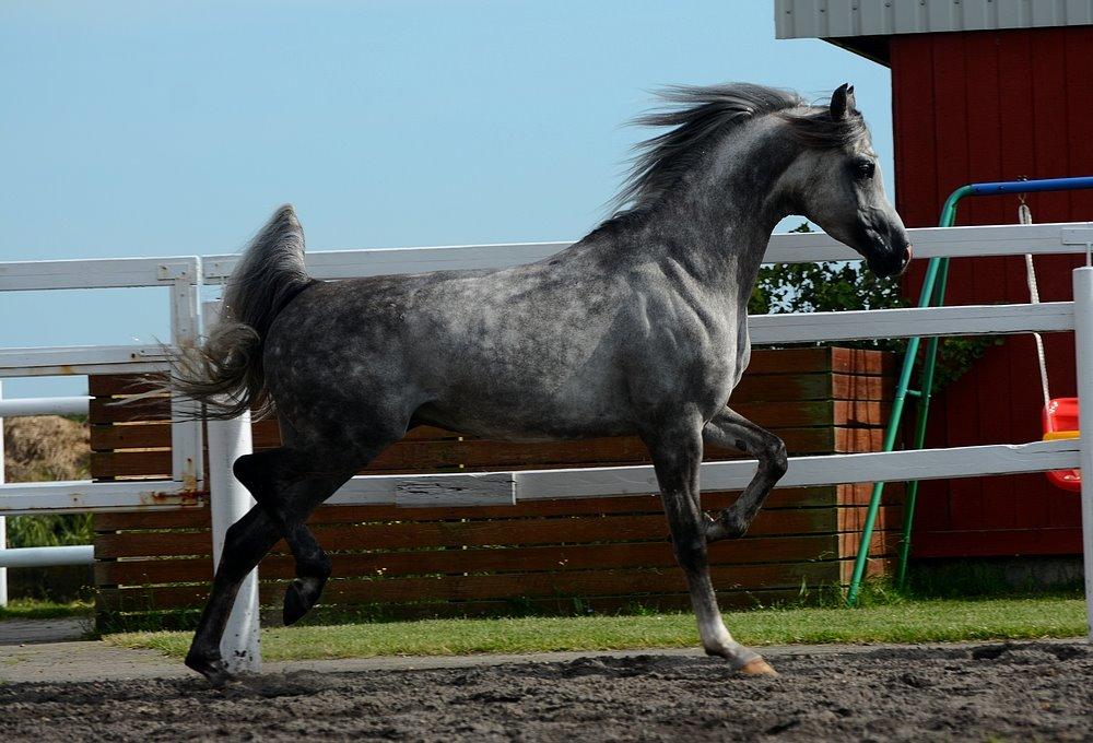 Arabisk fuldblod (OX) EVG Petros  - D. 11 Juli 2015 - Skønne Petros løs på banen hjemme. billede 43