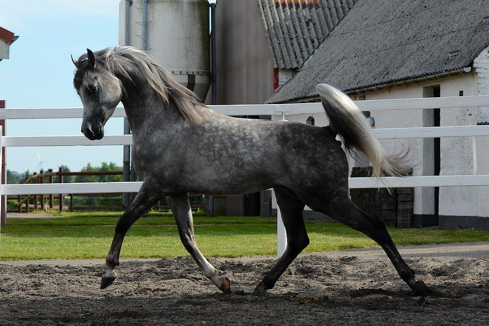 Arabisk fuldblod (OX) EVG Petros  - D. 11 Juli 2015 - Skønne Petros løs på banen hjemme. billede 4