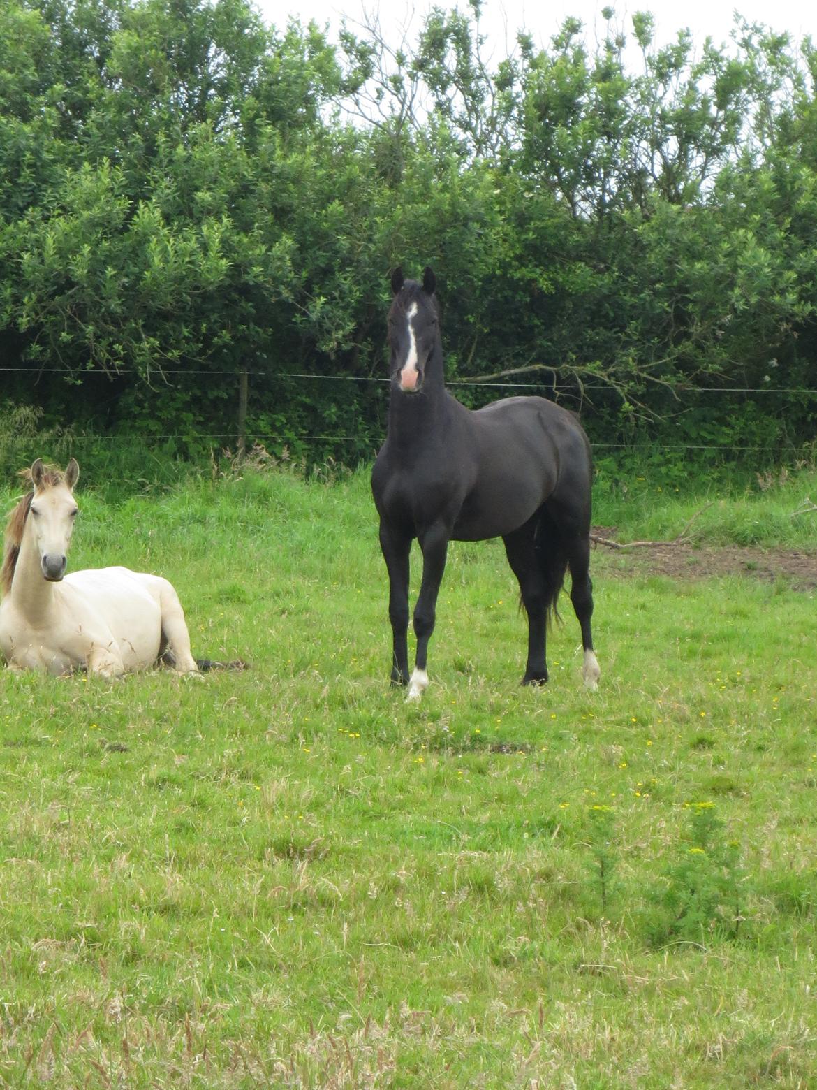 Dansk Varmblod Mosegårdens Derello "Frost" <3 billede 15