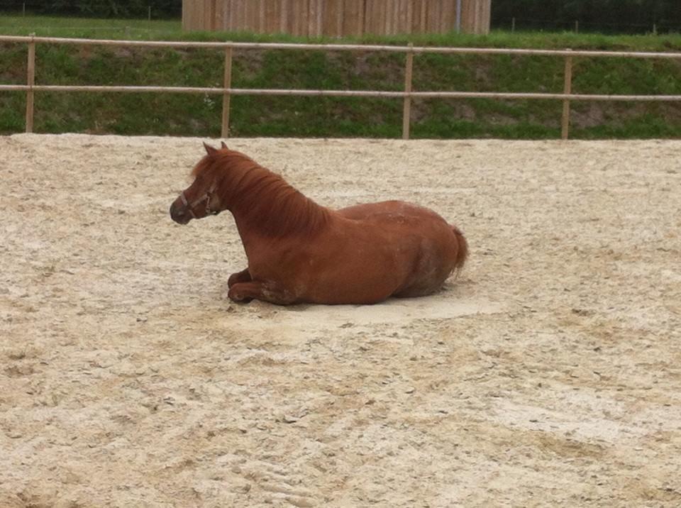 Anden særlig race Lotte billede 3