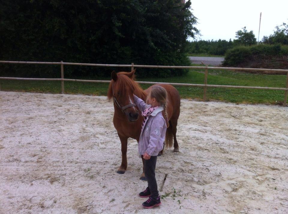 Anden særlig race Lotte billede 2