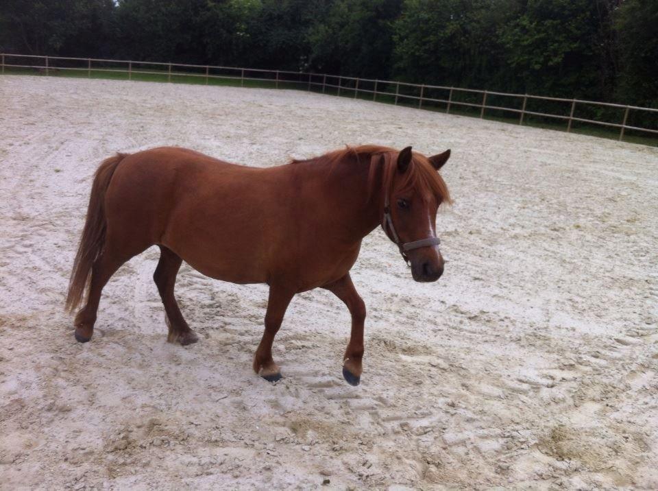 Anden særlig race Lotte billede 4