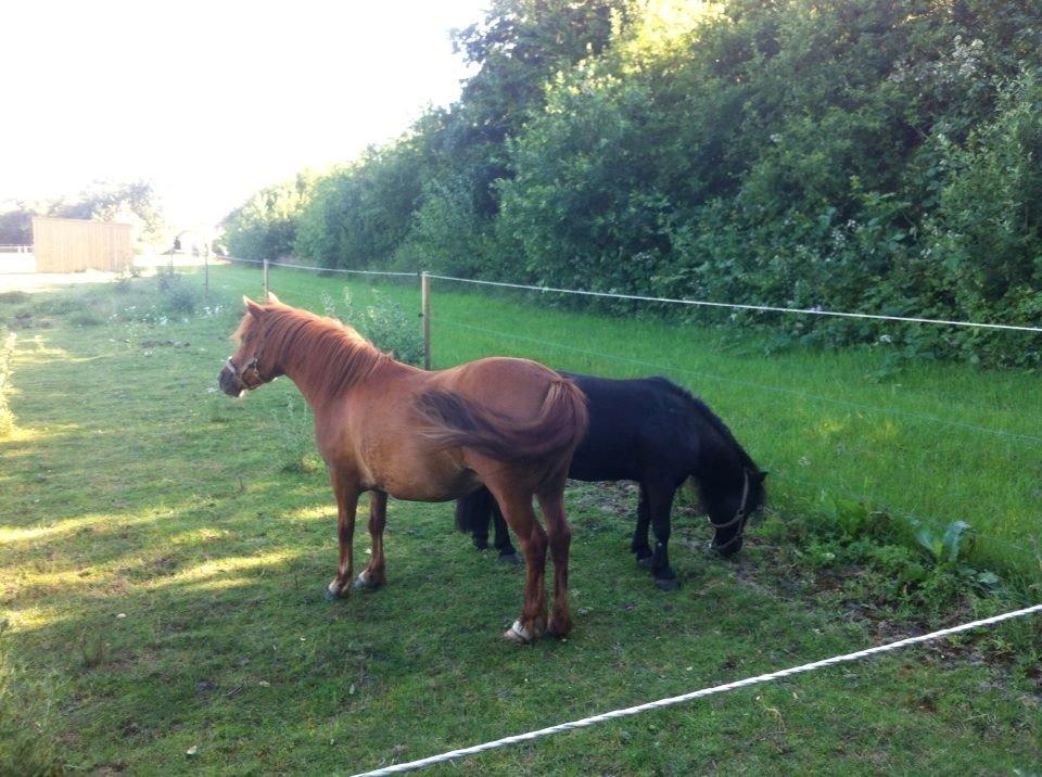 Anden særlig race Lotte billede 6