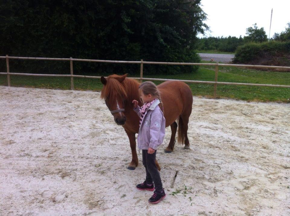 Anden særlig race Lotte billede 7