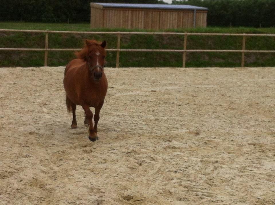 Anden særlig race Lotte billede 5