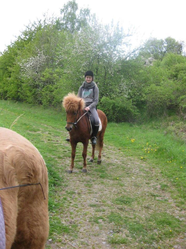 Islænder Rös Fra Aal Lækur *5 års venskab* GIGA TÅRER - Et billede fra Tyskland hvor hun er på ridetur! :-) billede 2