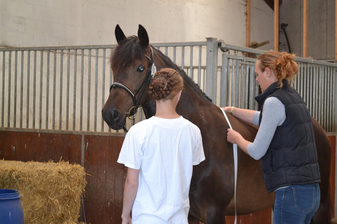 New Forest Elmholts nutella billede 28