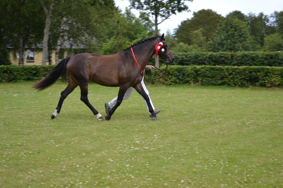 New Forest Elmholts nutella billede 27