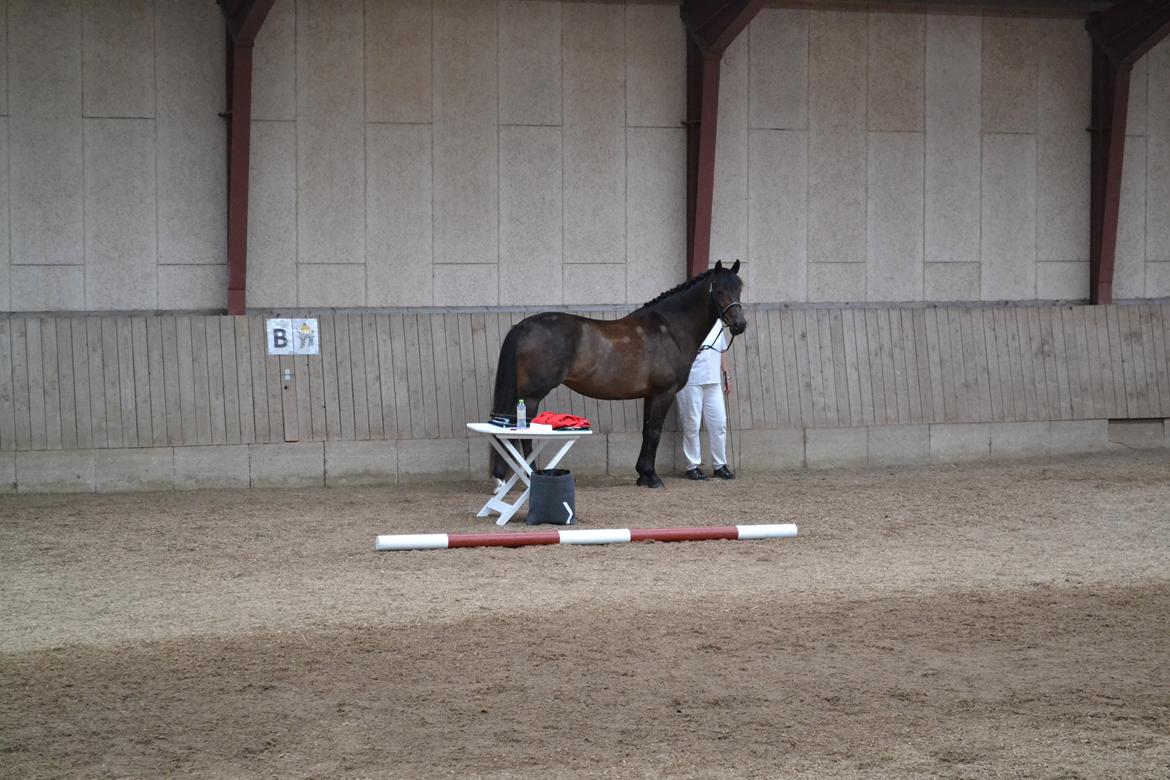 New Forest Elmholts nutella billede 29