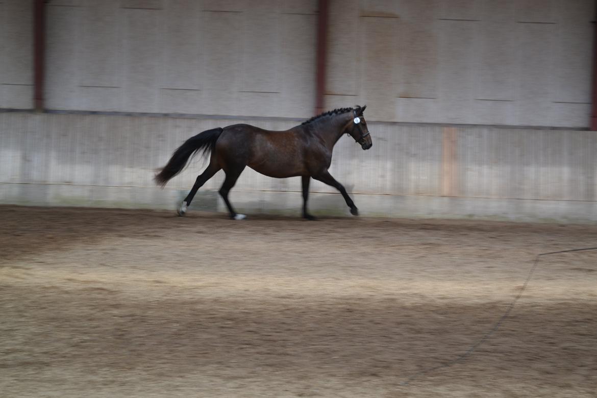 New Forest Elmholts nutella billede 30