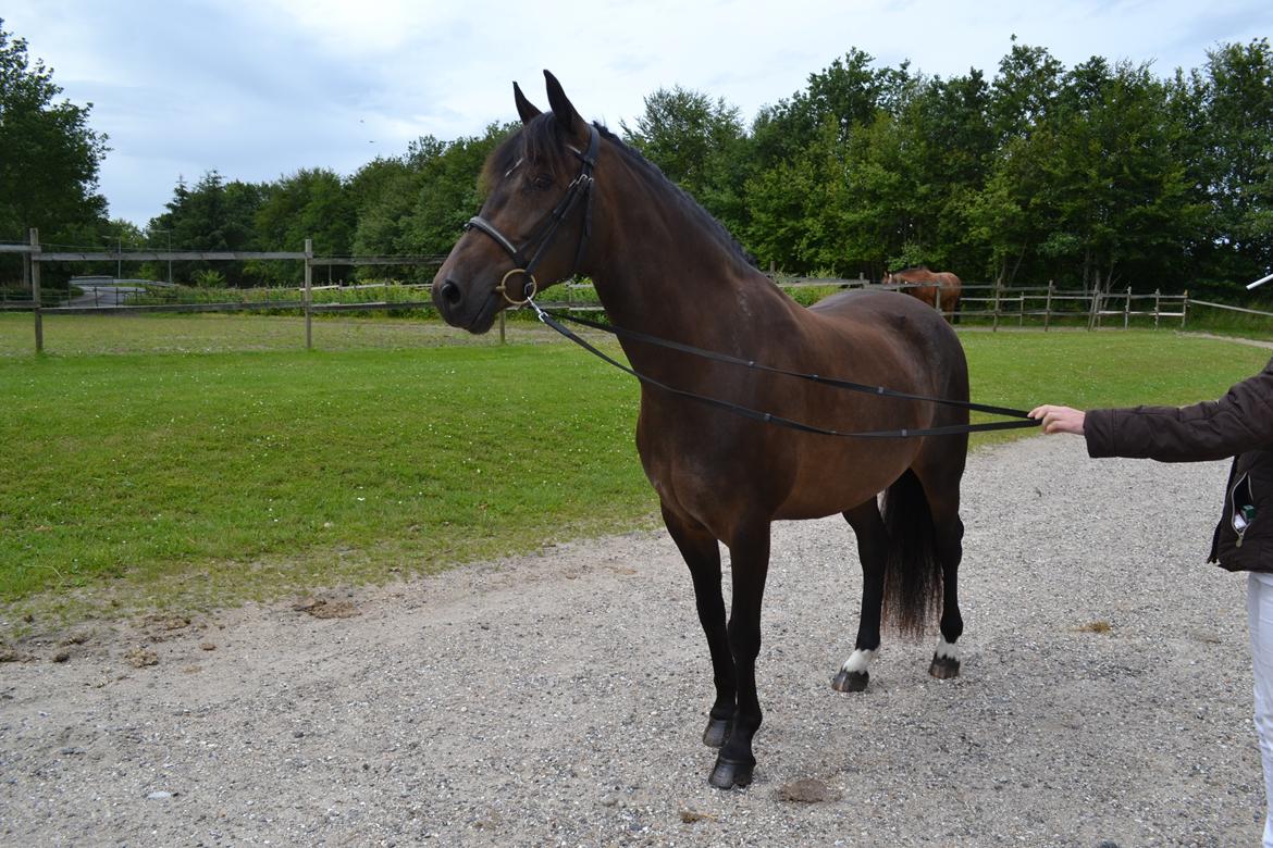 New Forest Elmholts nutella billede 31