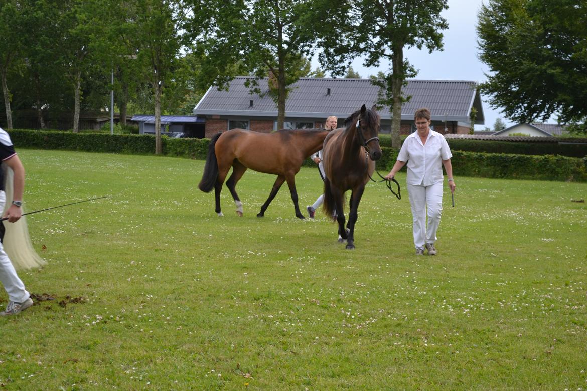 New Forest Elmholts nutella billede 32