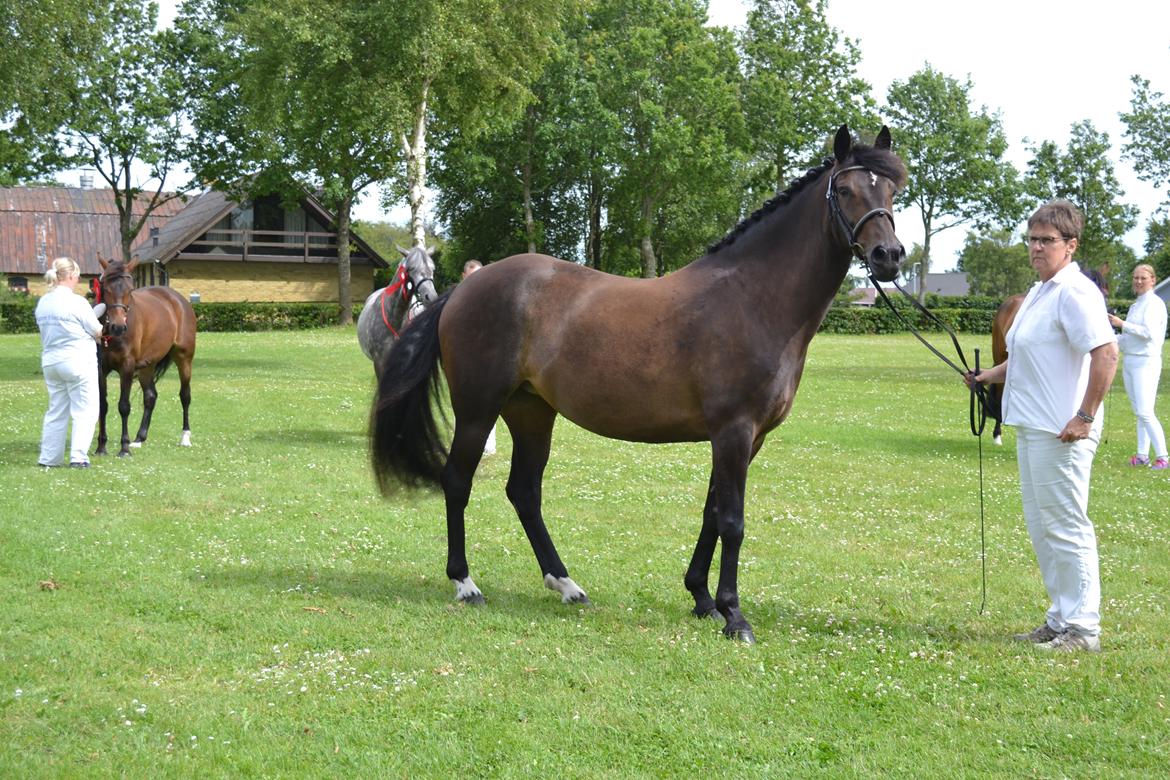 New Forest Elmholts nutella billede 33