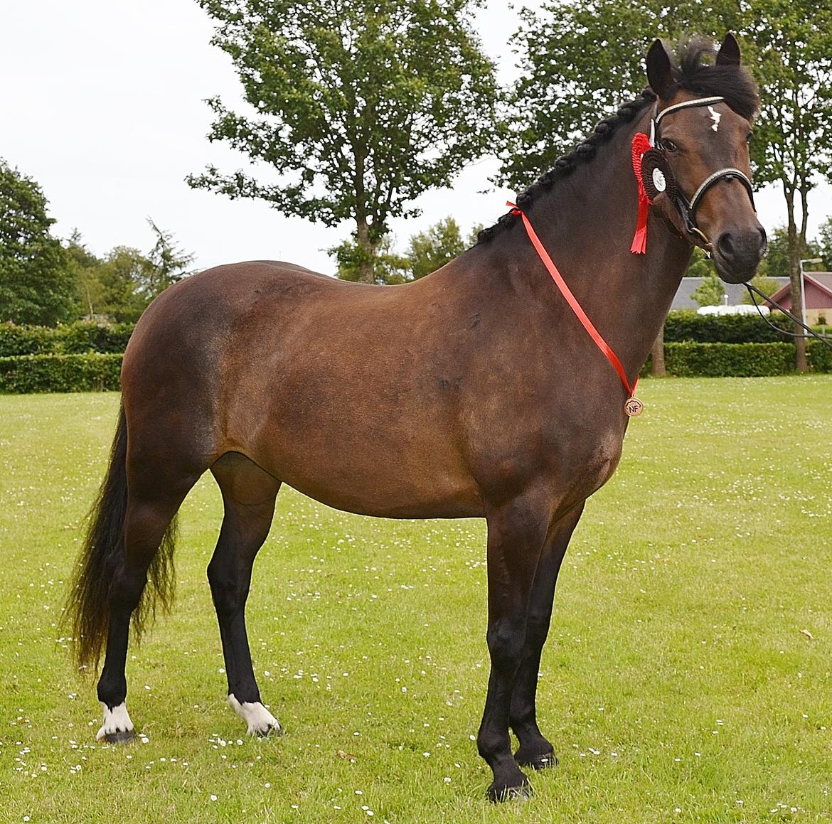 New Forest Elmholts nutella billede 1