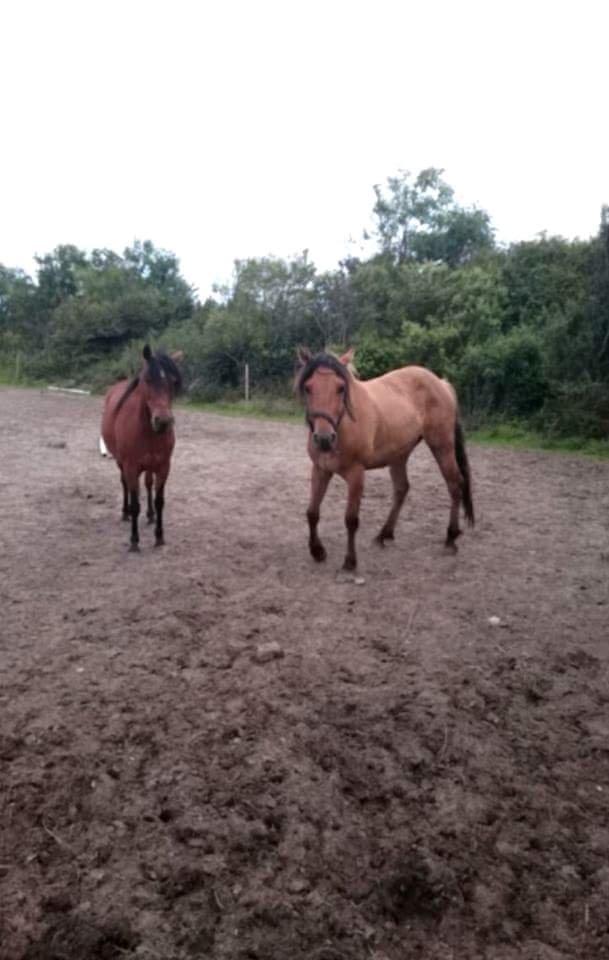 Anden særlig race My last heartbeat *Basse* billede 5