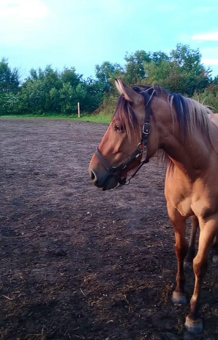 Anden særlig race My last heartbeat *Basse* billede 1