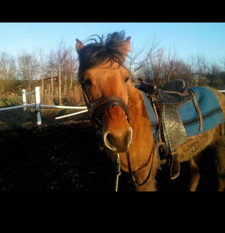 Anden særlig race My last heartbeat *Basse* billede 6