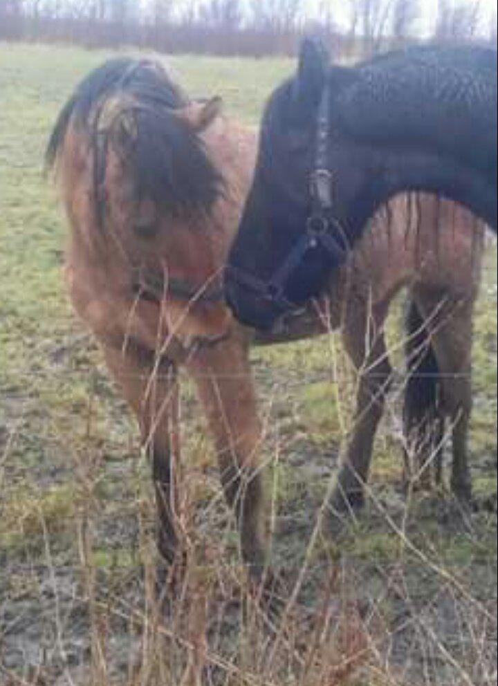 Anden særlig race My last heartbeat *Basse* billede 7