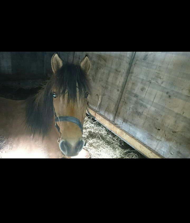 Anden særlig race My last heartbeat *Basse* billede 8