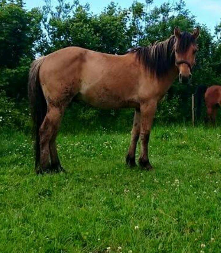 Anden særlig race My last heartbeat *Basse* billede 9