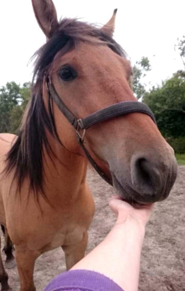 Anden særlig race My last heartbeat *Basse* billede 2