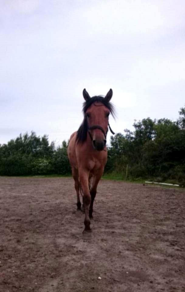 Anden særlig race My last heartbeat *Basse* billede 3