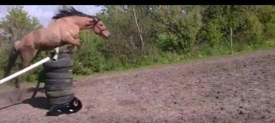 Anden særlig race My last heartbeat *Basse* - løsspring på 110cm billede 4