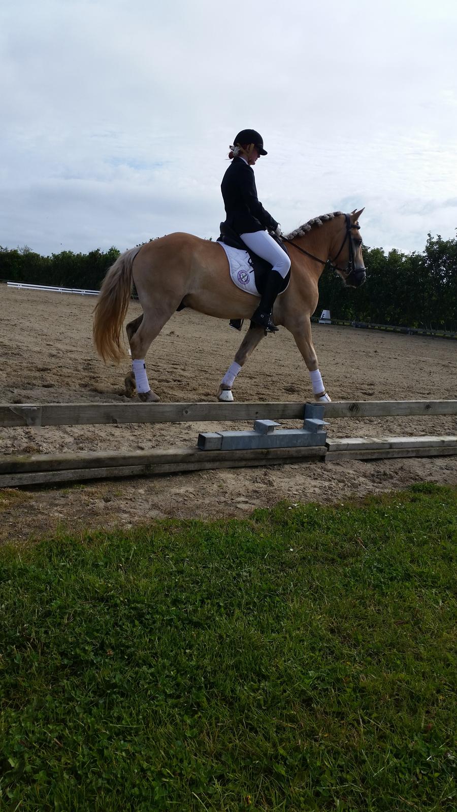 Haflinger stumtänser billede 1