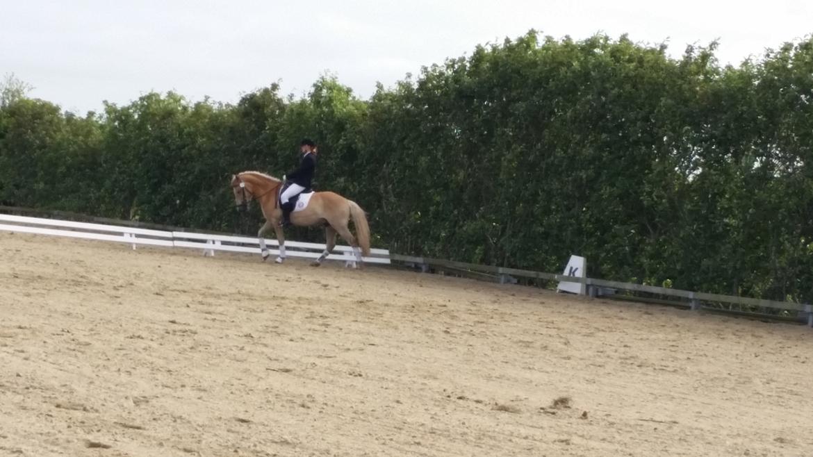 Haflinger stumtänser billede 2