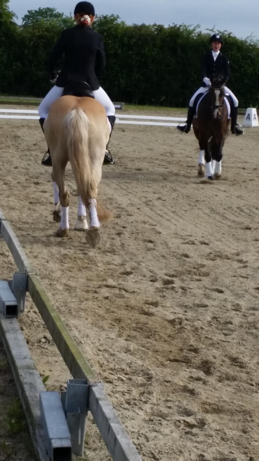 Haflinger stumtänser billede 4