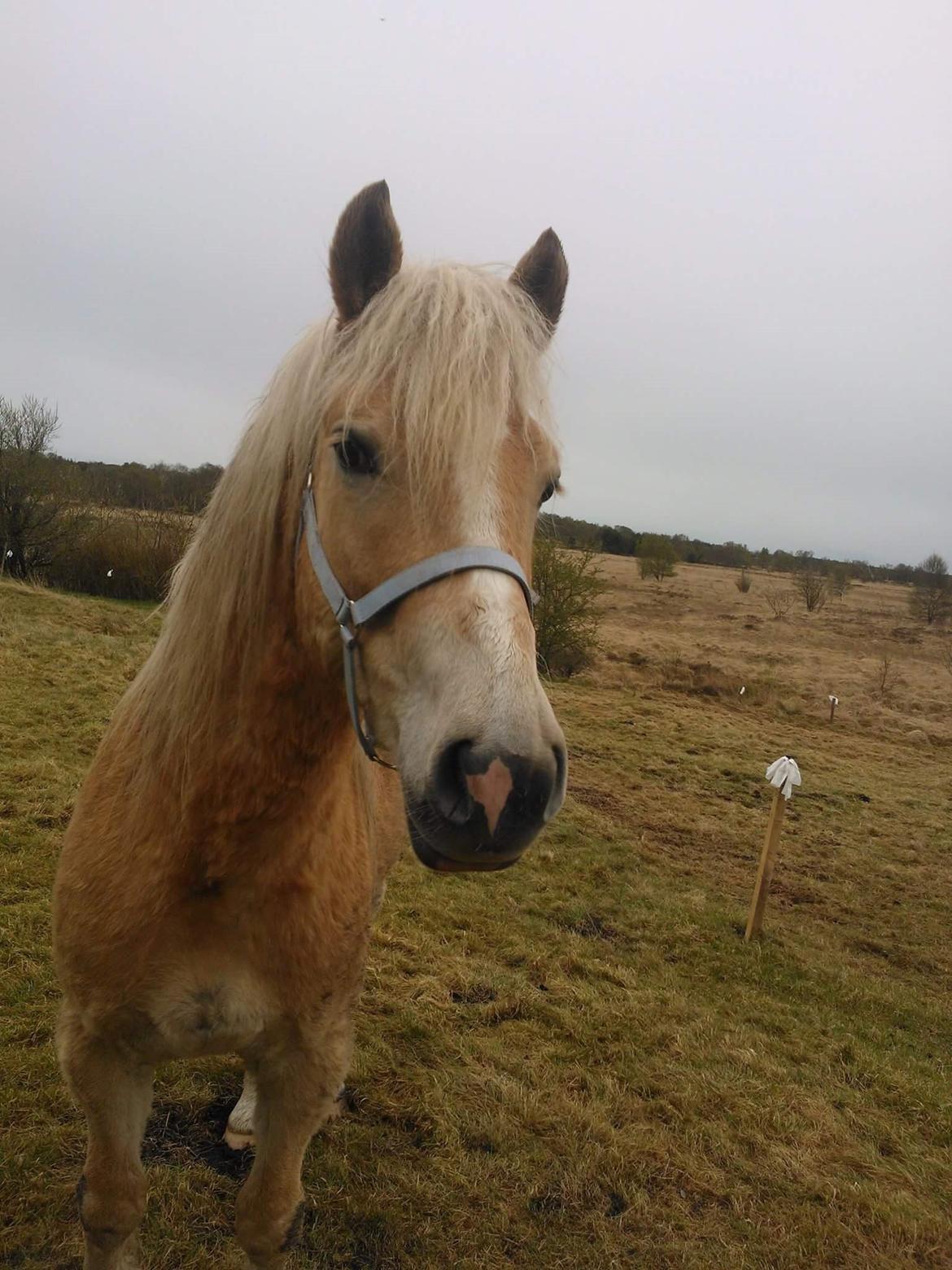 Haflinger stumtänser billede 18