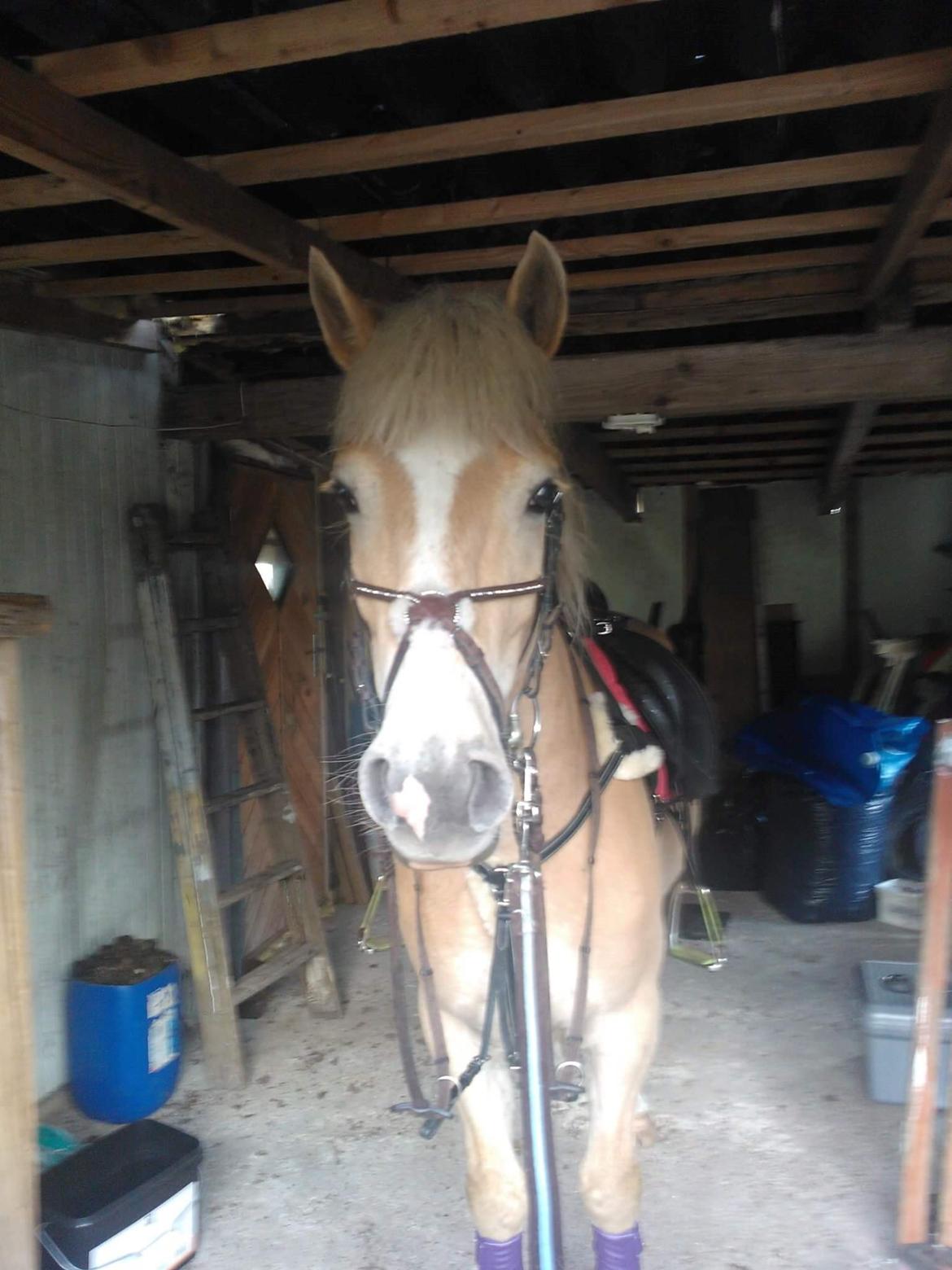 Haflinger stumtänser billede 5