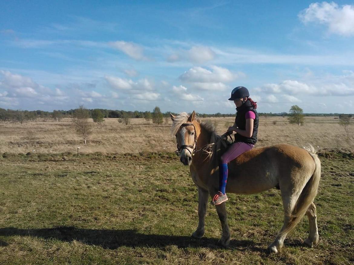 Haflinger stumtänser billede 15