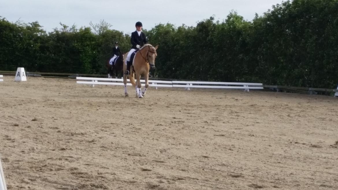 Haflinger stumtänser billede 3