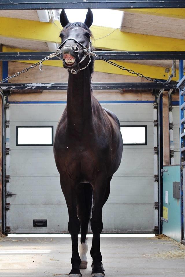 Trakehner Hamila billede 2