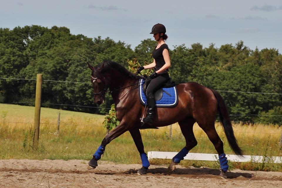 Trakehner Hamila billede 10