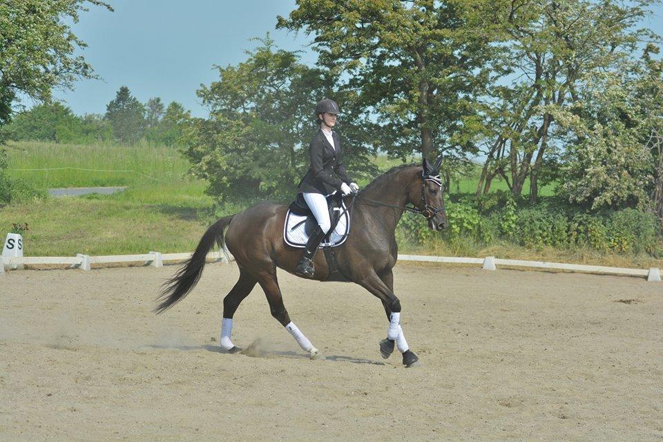 Trakehner Hamila billede 13
