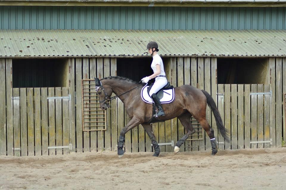 Trakehner Hamila billede 15