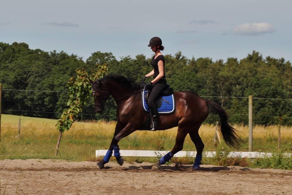 Trakehner Hamila billede 4